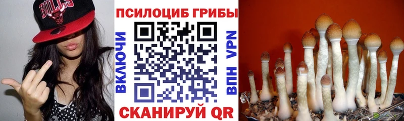 darknet Telegram Лесосибирск Галлюциногенные грибы Psilocybe